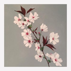 Prunus the Bride Blossom