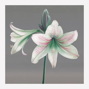 Apple Blossom Amaryllis Print