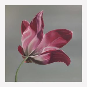 Pink Dwarf Tulip Print