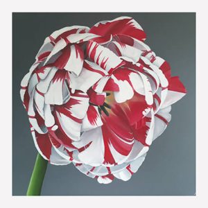 Carnival de Nice Tulip