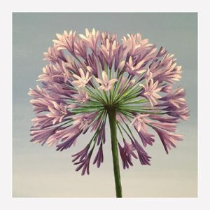Agapanthus print