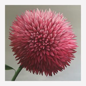 Misty Purple chrysanthemum