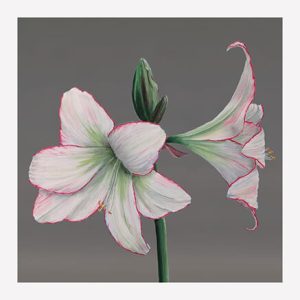 Set of 8 postcards - Style 1 - Image 10