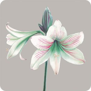 COASTERS - set of 6 - Image 10