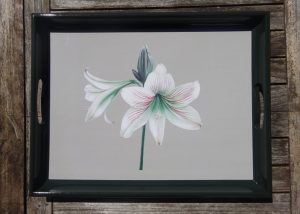 Alternative view of Amaryllis Tray